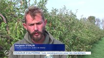 CHALEUR D'AUTOMNE / Les conséquences pour les maraîchers