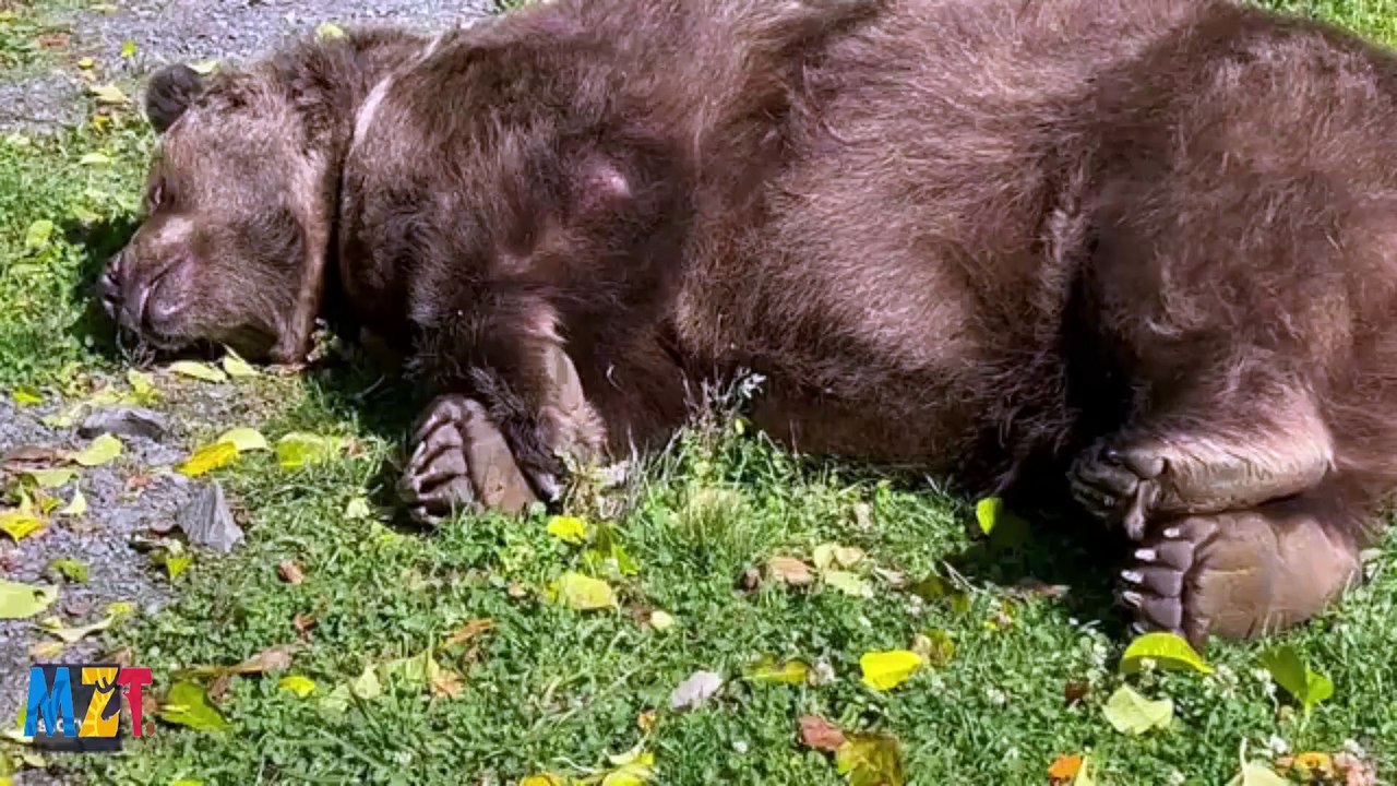 'One of His Favorite Pastimes': Bear Enjoys Basking in Sun at New York Sanctuary