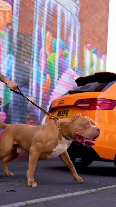 Respect for dog 