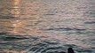 Οι βουτιές της Δανάης Μπάρκα στην θάλασσα ανήμερα της 28ης Οκτωβρίου