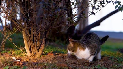 Funny animal videos 2022 - Try not to laugh || Video Compilation # 16 || Awful Funny Animals