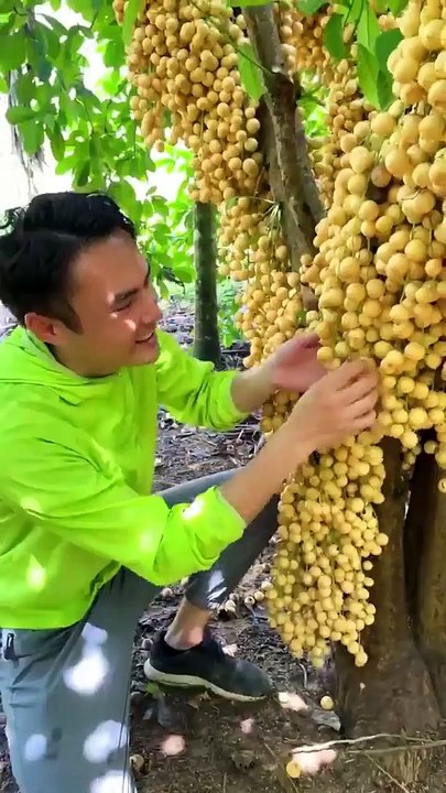 dense fruit duku