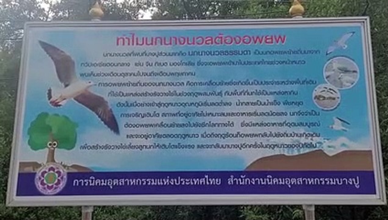 นกนางนวลบางปู หนีหนาวมาจากไซบีเรียมาบางปูแล้วนับพันตัว