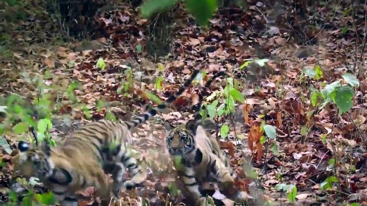 Animal - Se1 - Ep01 - Big Cats HD Watch HD Deutsch