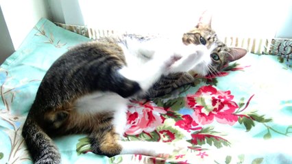 Funny Little Cat Stuck His Head into the Office Tape