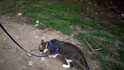Little Cat Walks on a Mountain Path