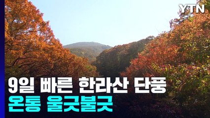 9일 빨리 찾아온 한라산 단풍...온통 울긋불긋 / YTN