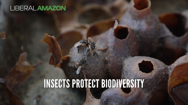 Insects protect biodiversity | LIBERAL AMAZON