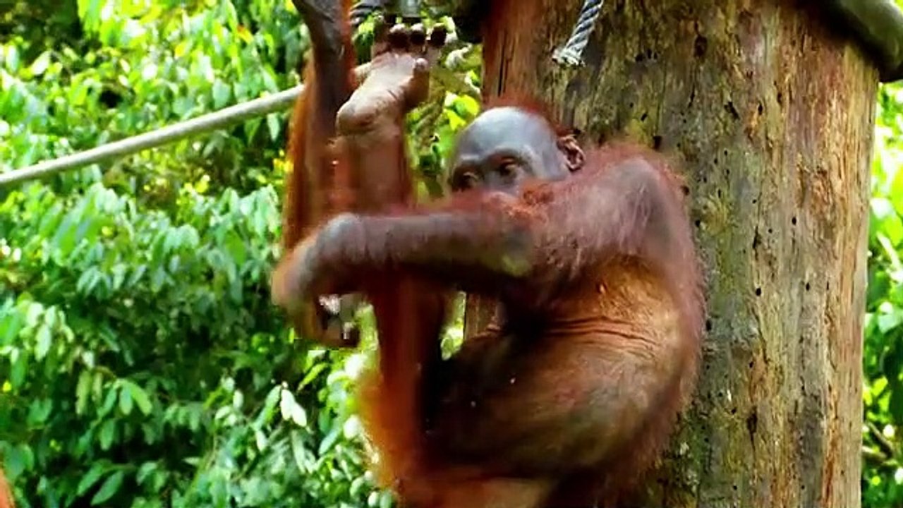 Meet the Orangutans - Se1 - Ep01 HD Watch HD Deutsch
