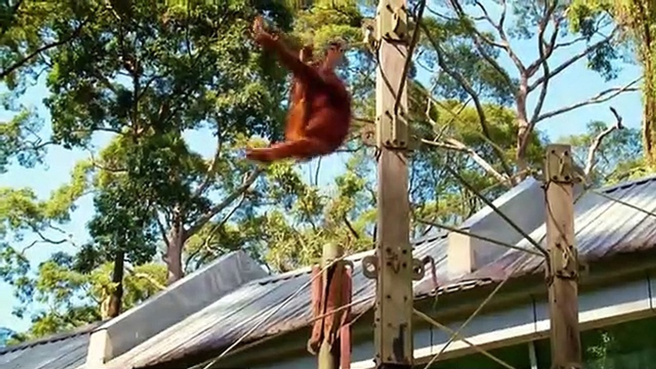 Meet the Orangutans - Se1 - Ep06 HD Watch HD Deutsch
