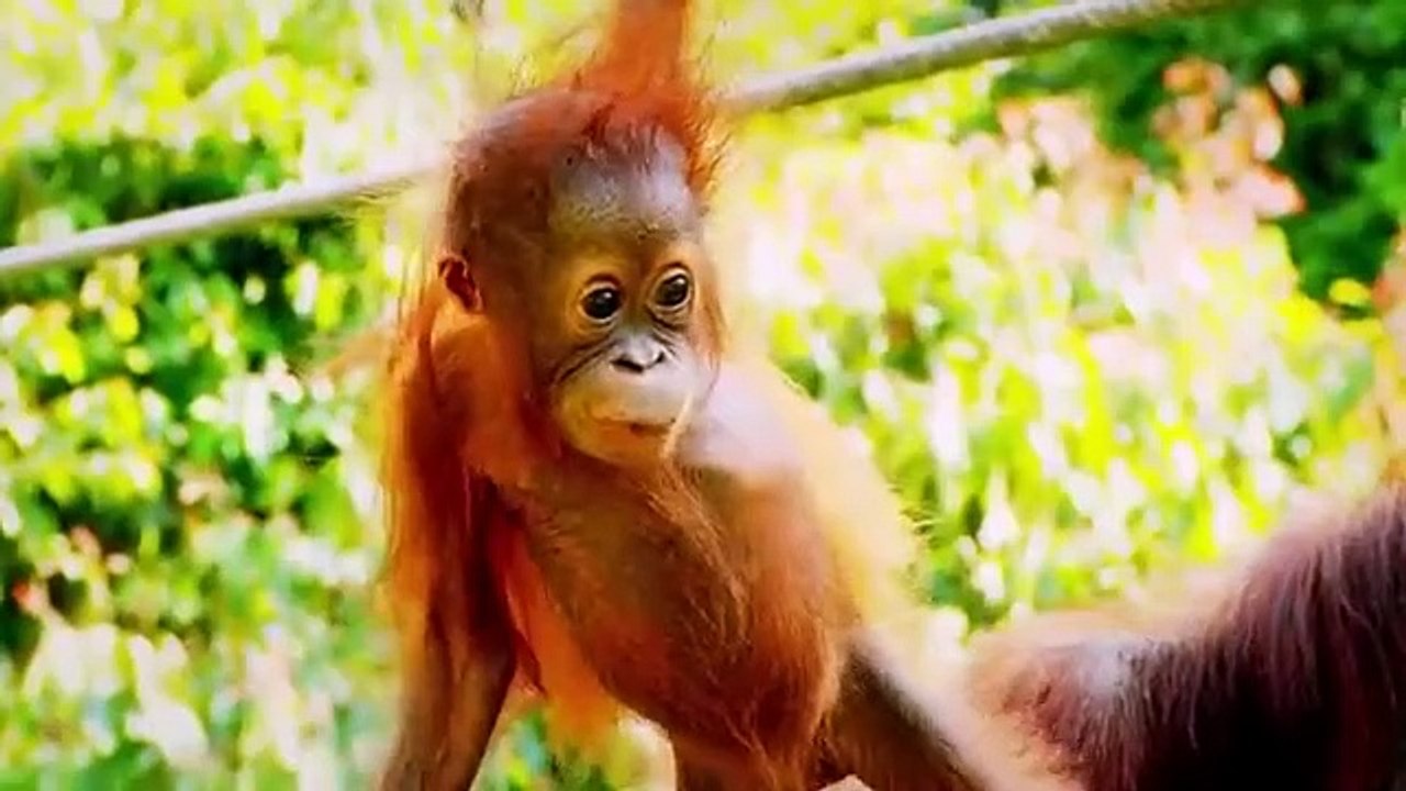 Meet the Orangutans - Se1 - Ep08 HD Watch HD Deutsch