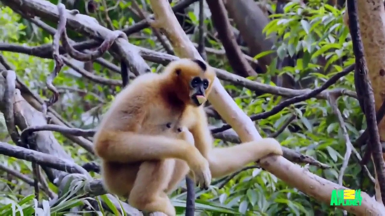 The Zoo (2017) - Se2 - Ep07 - The Eagle Has Landed HD Watch HD Deutsch