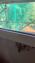 Praying Mantis Waving at Humans