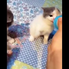 video kucing paling gemoy