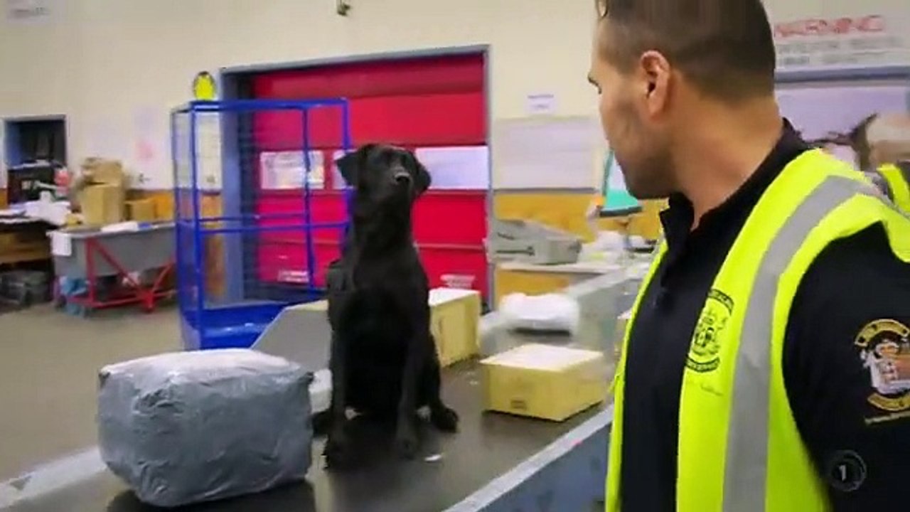 Dog Squad - Se9 - Ep01 HD Watch HD Deutsch