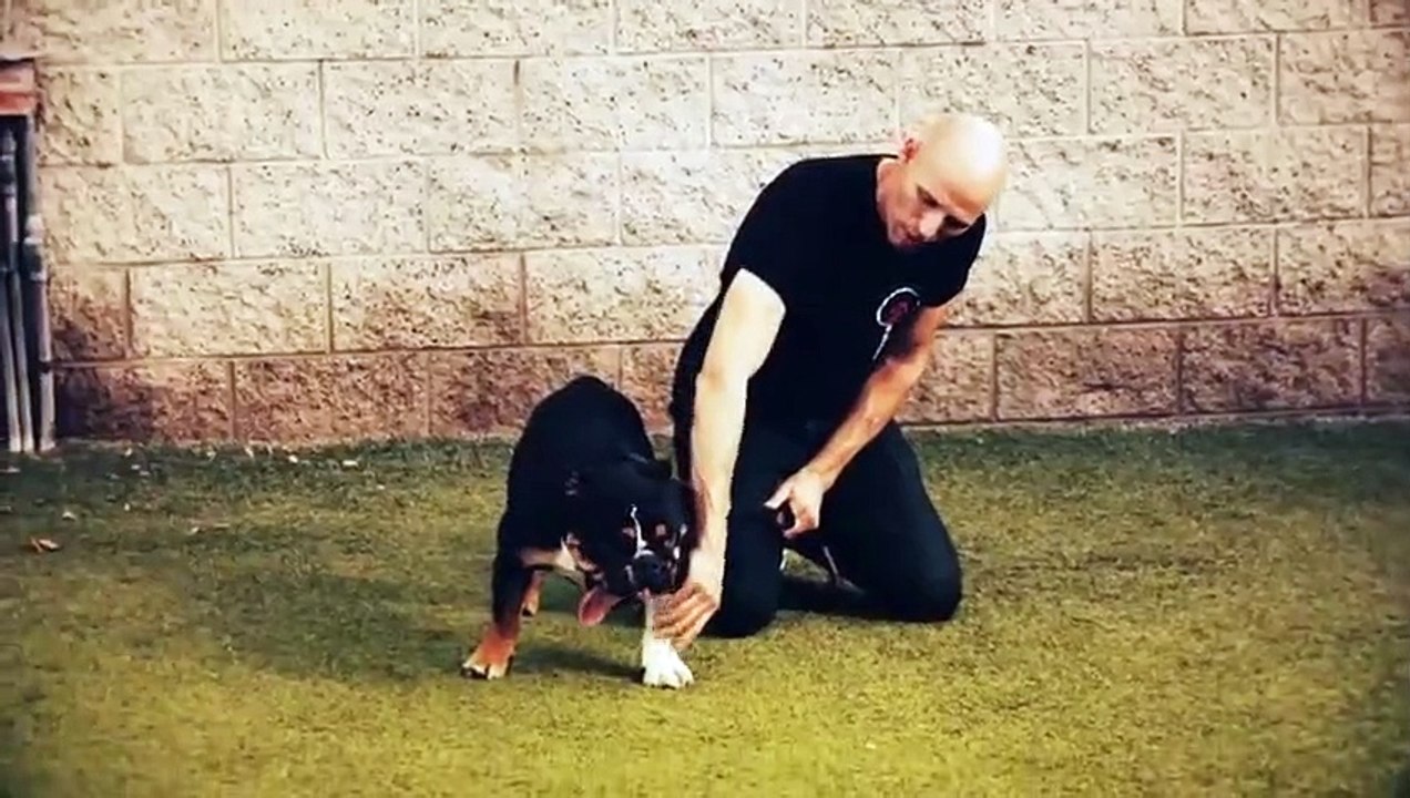 Dog - Impossible - Se1 - Ep06 - Breaking Fear HD Watch HD Deutsch