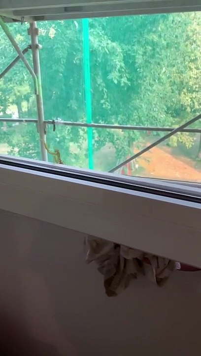 Praying Mantis Waving at Humans