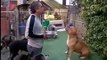 Dog Whisperer with Cesar Millan - Se1 - Ep01 HD Watch HD Deutsch