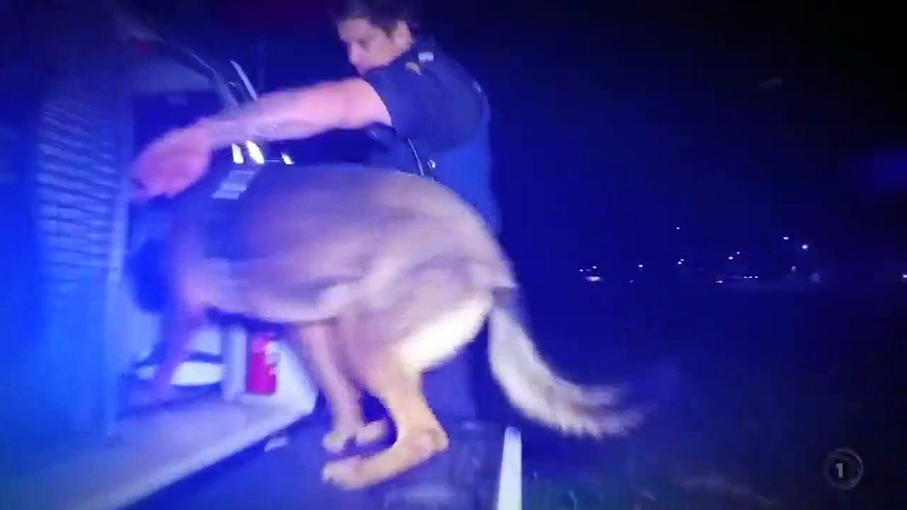 Dog Squad - Se9 - Ep07 HD Watch HD Deutsch