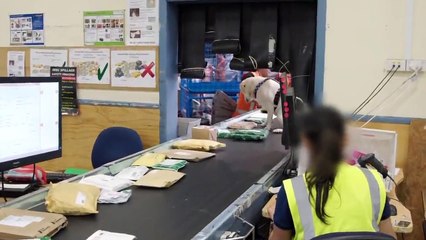 Dog Squad - Se9 - Ep06 HD Watch HD Deutsch