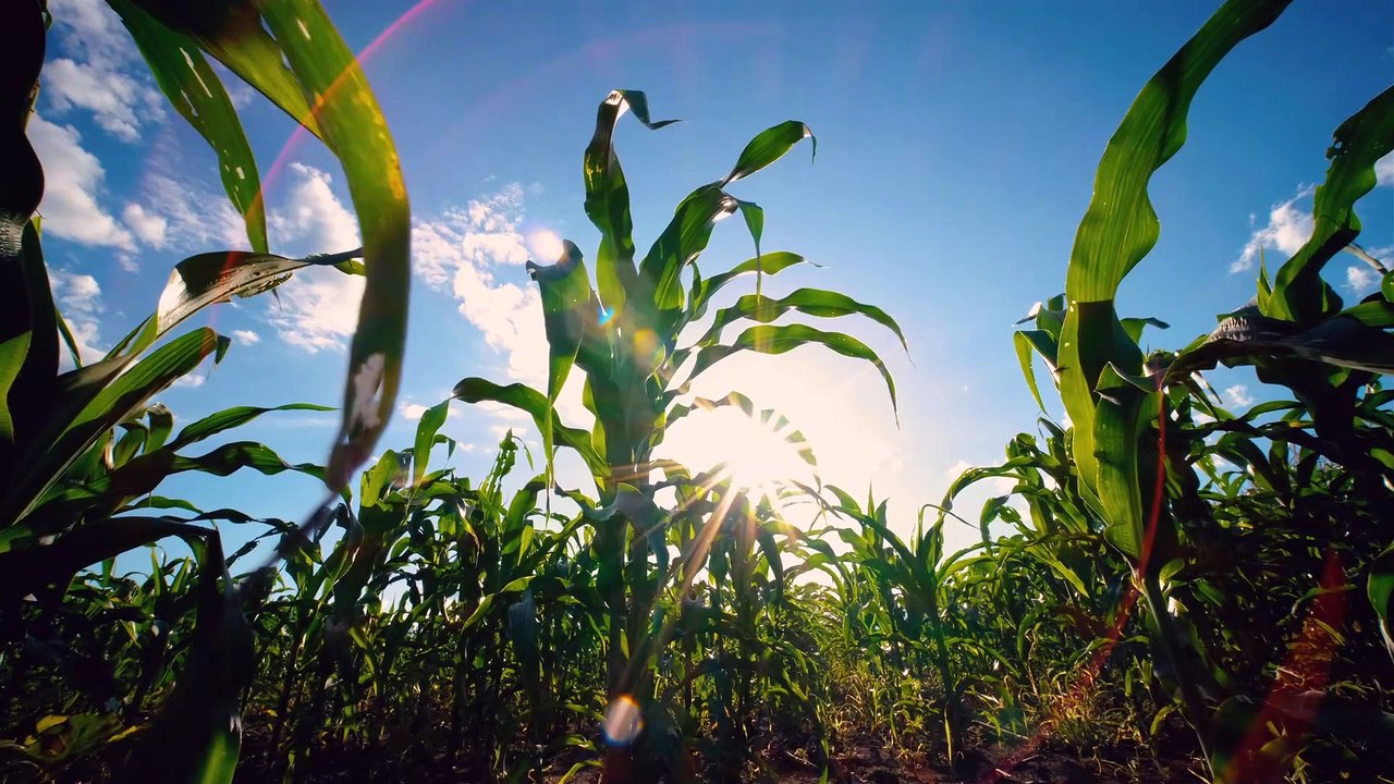 Agro TV
