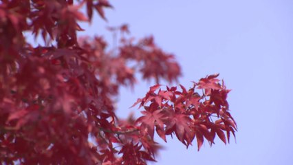 [날씨] 단풍 나들이 좋아...경기 남부·충남·전북 공기 탁해 / YTN