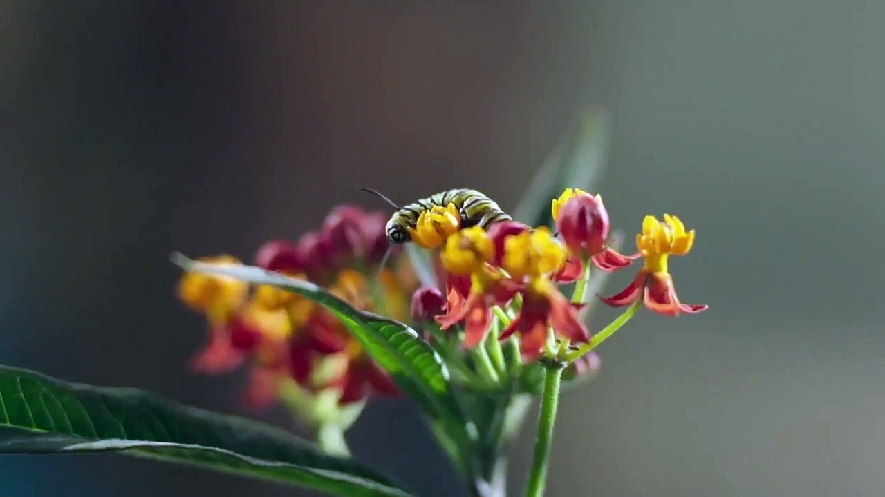 Everything's Gonna Be Okay - Se1 - Ep09 - Monarch Butterflies HD Watch HD Deutsch