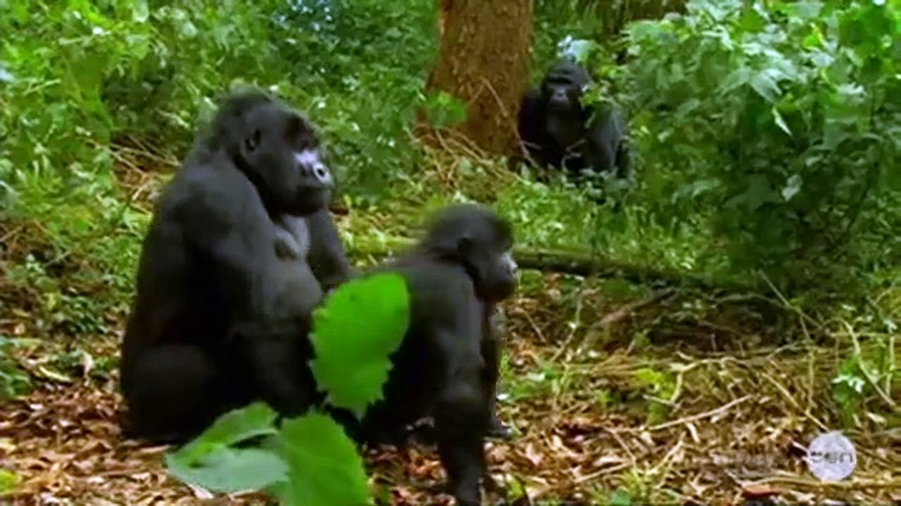 Gogglebox Australia - Se1 - Ep02 HD Watch HD Deutsch