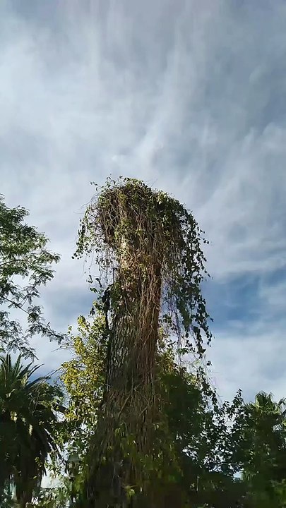 Из природы  в Алжире . From nature in Algeria.  من الطبيعة في الجزائر