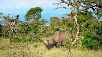 Secret Safari - Into the Wild - Se1 - Ep06 HD Watch HD Deutsch