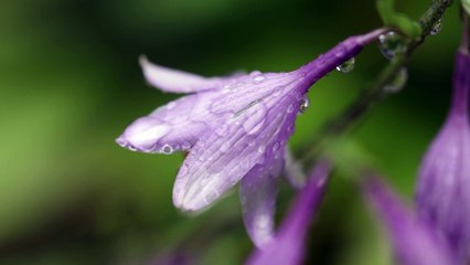wet-flower-rain-dafeful
