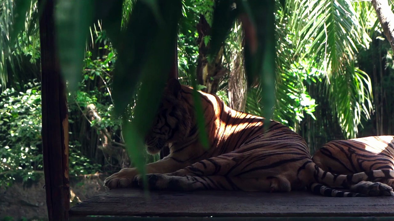 Amazing Tiger Life.