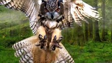 Video Burung-Burung