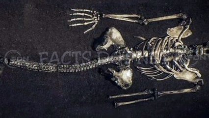 Did You Know? The Mermaid Skeleton || FACTS || TRIVIA