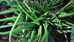 Khasiat Lidah Buaya (Aloe Vera) 25 Manfaat Lidah Buaya Untuk Kesehatan Dan Kecantikan
