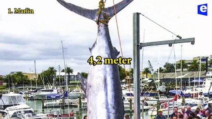 Strike big fish - fishing Vidio