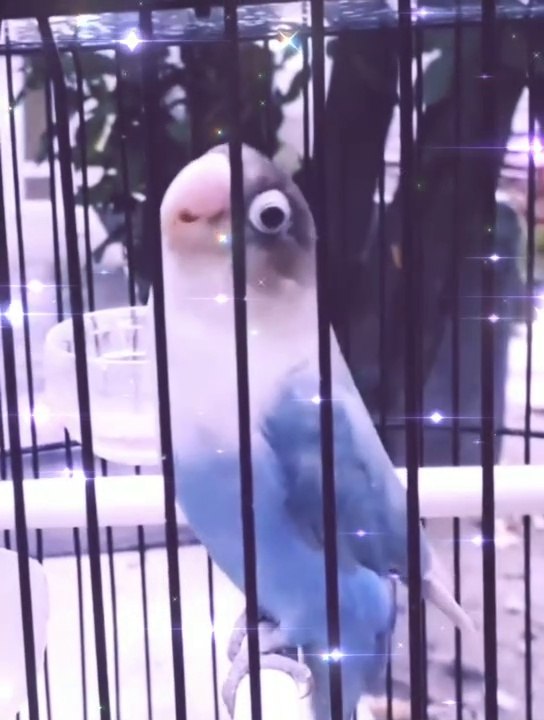 Lovebird juara