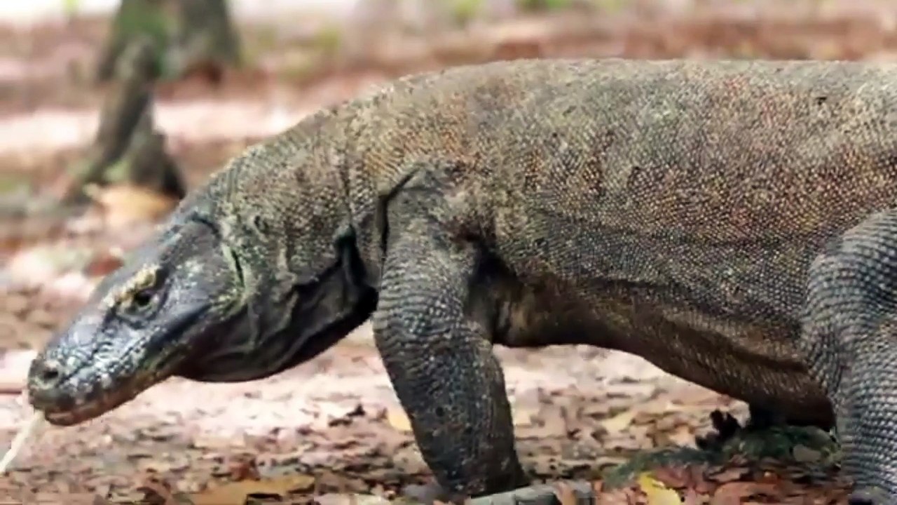 Komodo dragon part 1