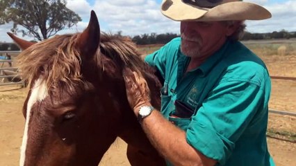Central Queensland couple establishes brumby rescue clinic to challenge perceptions, inspire others