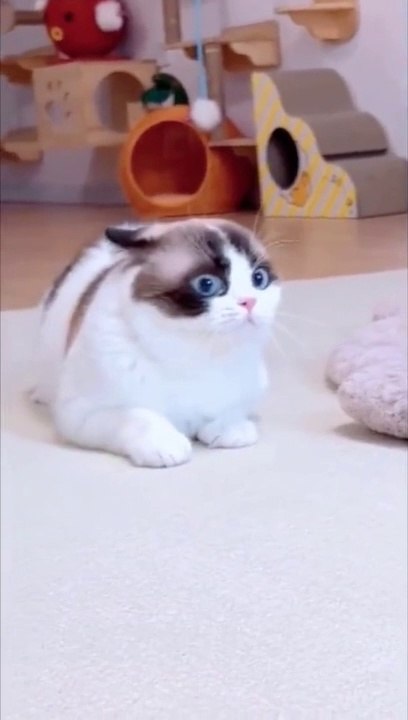 Chat 