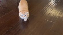 Un chat bizard