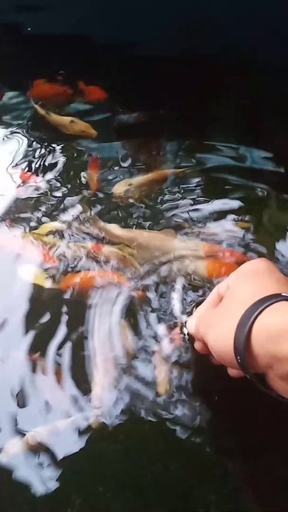 IKAN KOI KECIL