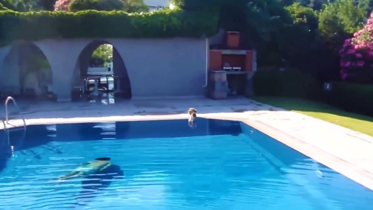 Funny Animals Cat