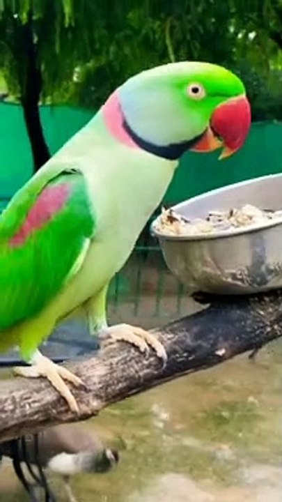 New Funny Talking Parrot