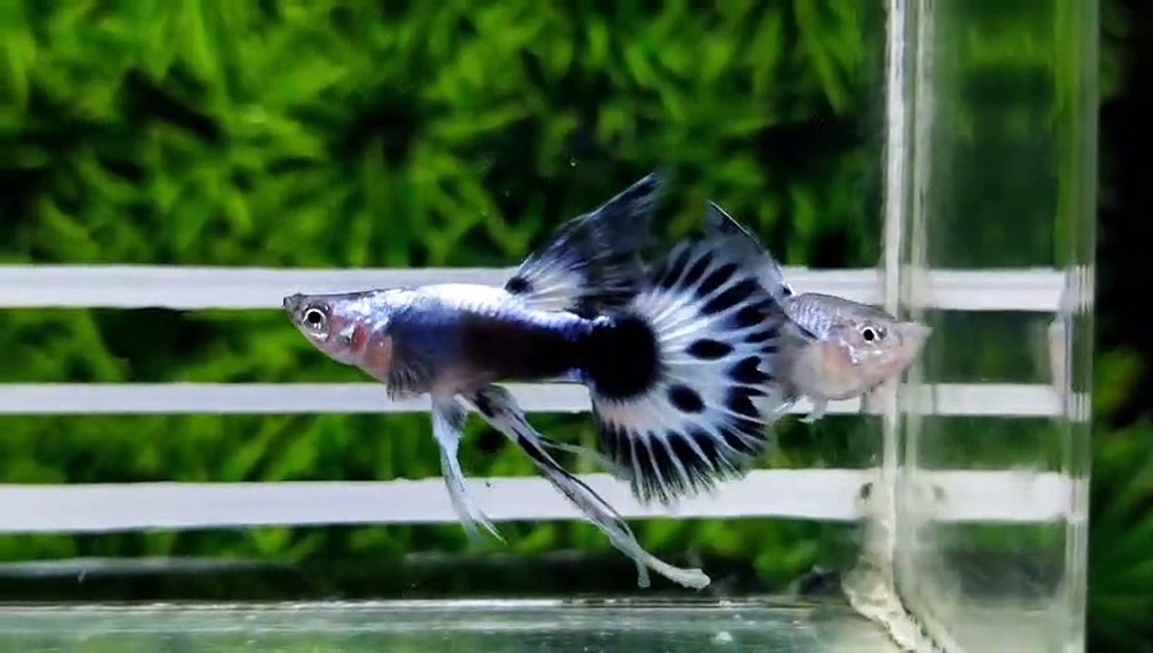 Guppy ivory