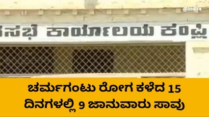 ಬಳ್ಳಾರಿ: ಚರ್ಮಗಂಟು ರೋಗʼ 15 ದಿನಗಳಲ್ಲಿ 9 ಜಾನುವಾರು ಸಾವು