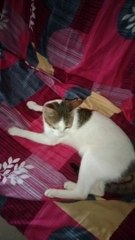 CAT Baby Kitten Playing Video