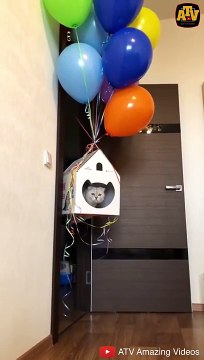 KUMPULAN KUCING LUCU, GEMESIN, GEMOY, BIKIN NGAKAK _