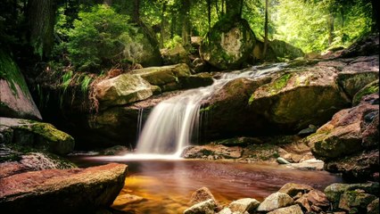 Beautiful Nature Video Background (No Copyright)