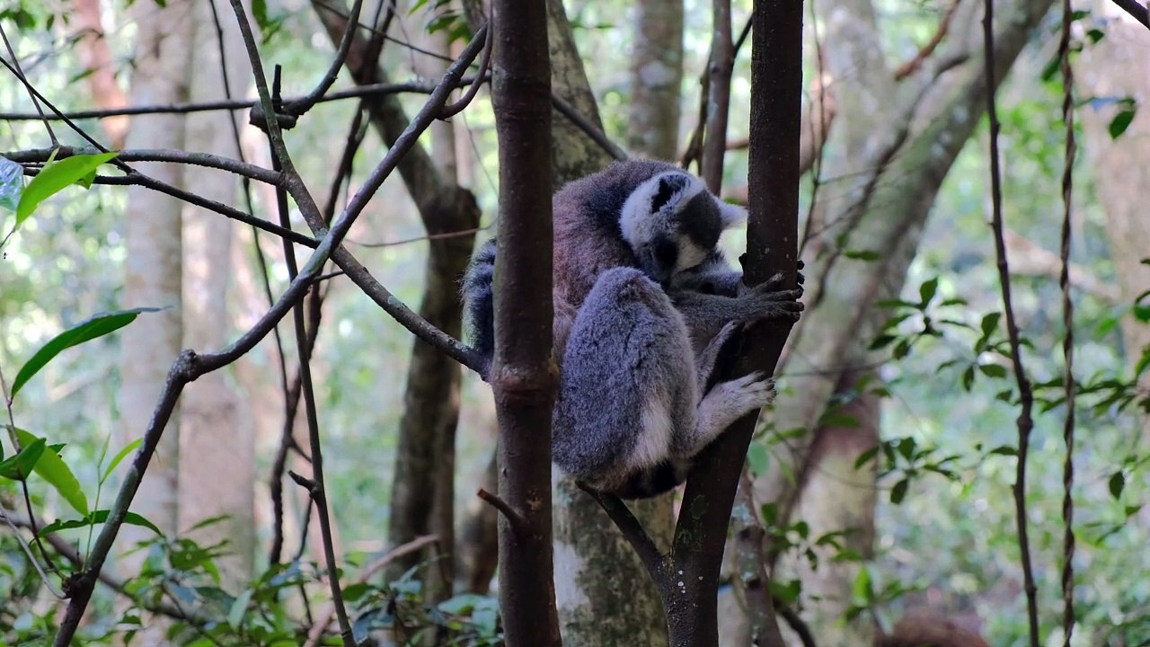 WONDER ANIMALS LIFE